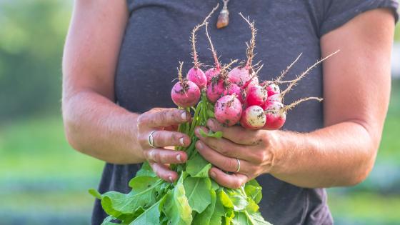 radish-harvest-bear-roots-farm-vermont