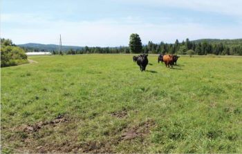 Agroforestry-1-Photo-Cows-Field