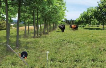 Agroforestry-2-Photo-Cows-Field
