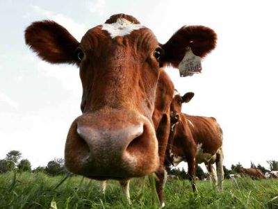 Dairy_10_Cow_Closeup