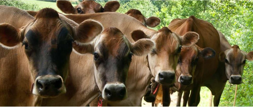 Dairy_3_Photo_Vermont_Cows