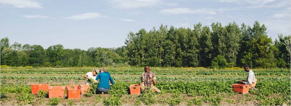 Produce_1_Photo_Field_Harvest_Vegetables