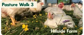 hillside pasture walk 3