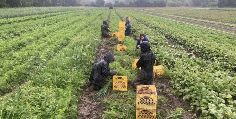 Intervale Gleaning Flooding