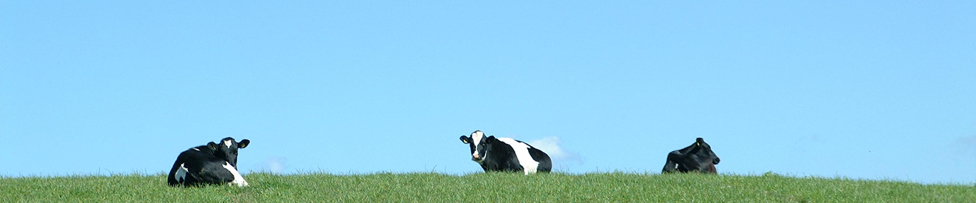 cows laying in field