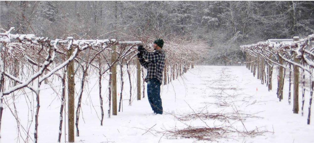 grapes_1_photo_vermont_pruning_vines
