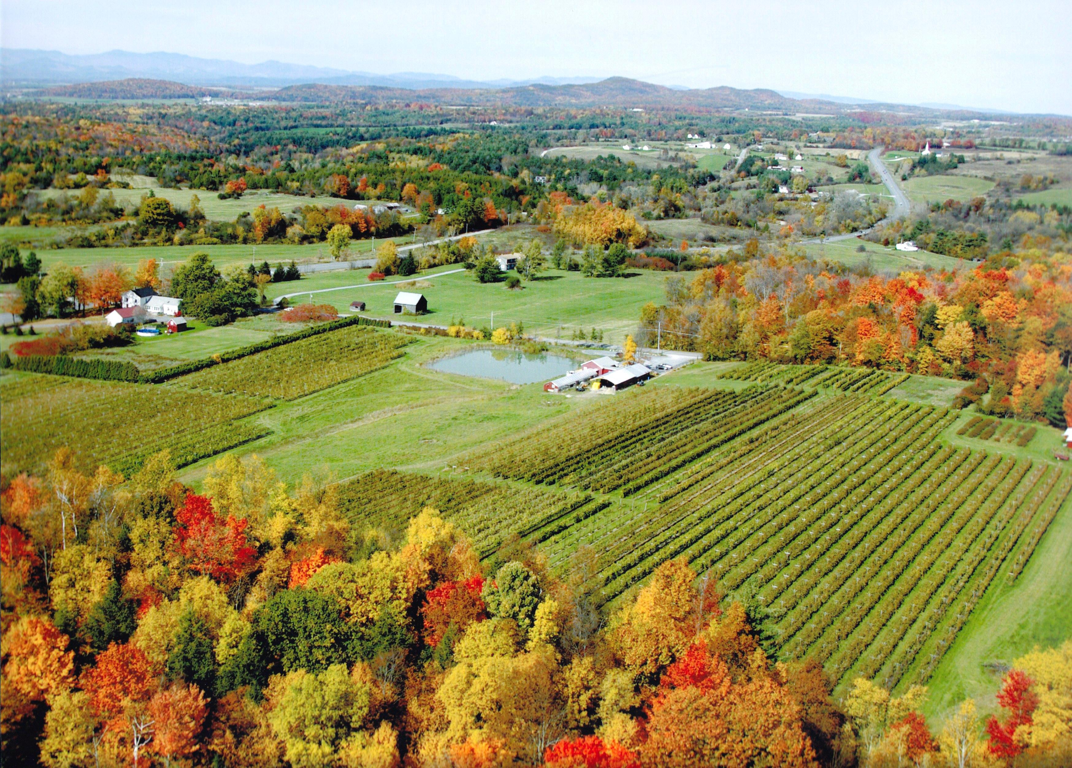 Lincoln peak vineyard landscape view
