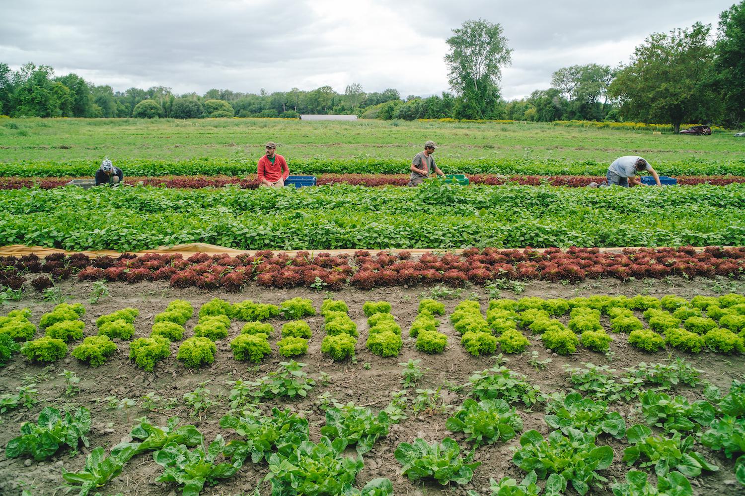 Pitchfork greens