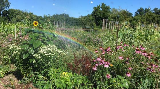 08-08-16-ctgtt-rainbow-in-the-beneficial-inset-garden