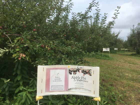 apple_orchard_walk