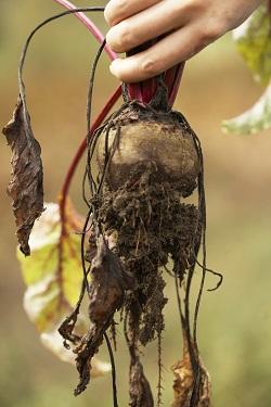 beets250h