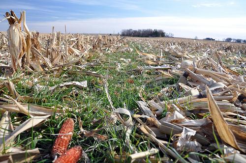 corn_cover-crop