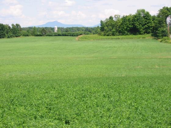 devos_fields_04