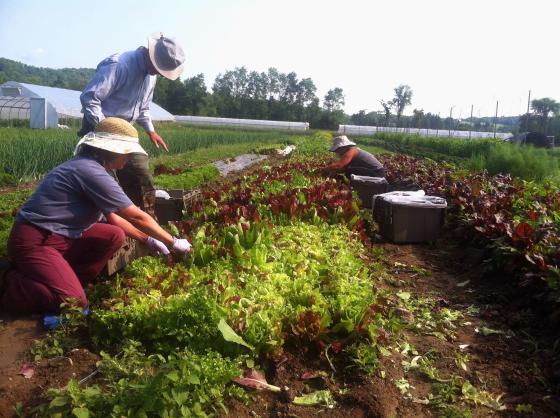 dutchess_farm_gleaning_2_-_credit_raffl