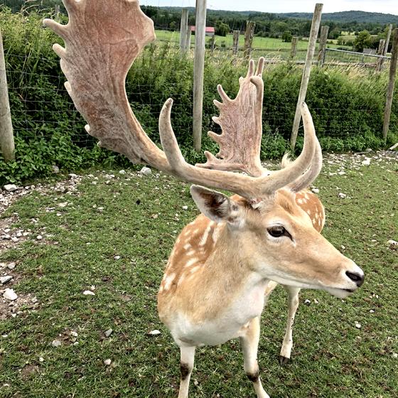 ig_deer_photo