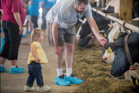 interacting_with_dairy_cows