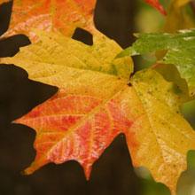 leaf_fall_maple220