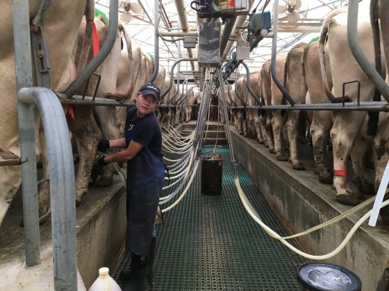 milking