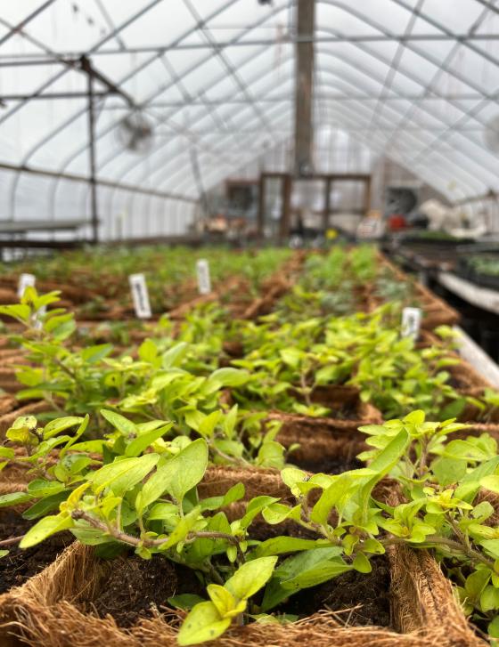 new_leaf_organics_veg_starts-2