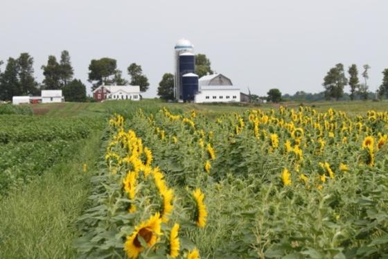 oilseed_crops_grow_at_borderview_farm_in_alburgh_vt