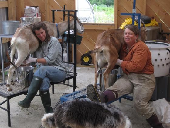 open_farm_week_green_mountain_girls_farm_-_credit_diginvt