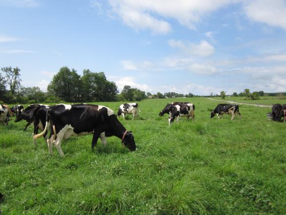 pasture_holsteins