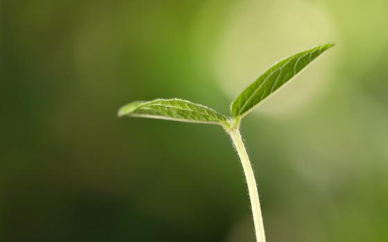 sprout