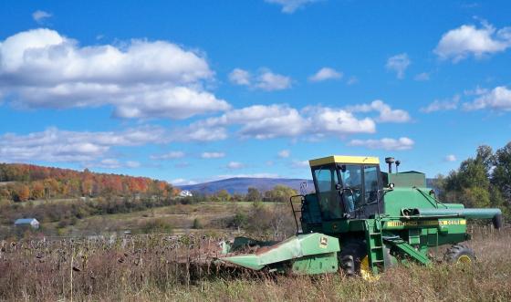 state_line_biofuels_sunflower_harvest_small