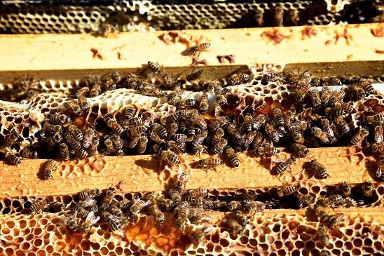 thumbnail_full_plate_farm_bees