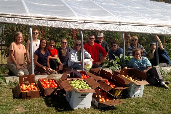 tomato_glean