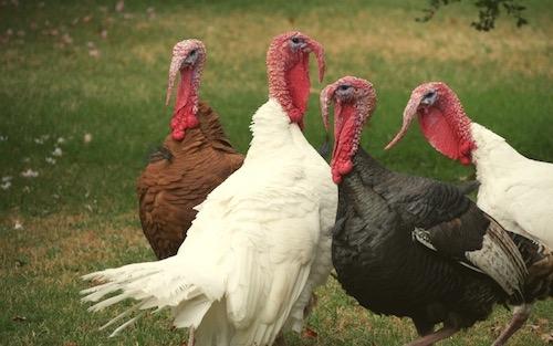 turkeys
