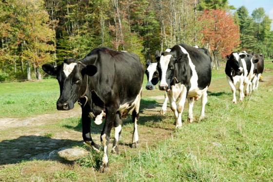 vtamp_vermont_dairy_cows_fall