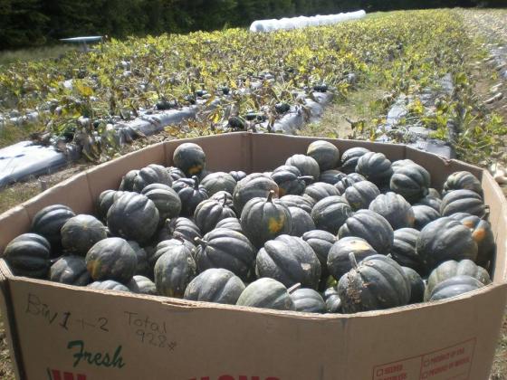 winter_squash_at_high_mowing_seeds_-_courtesy_salvation_farms