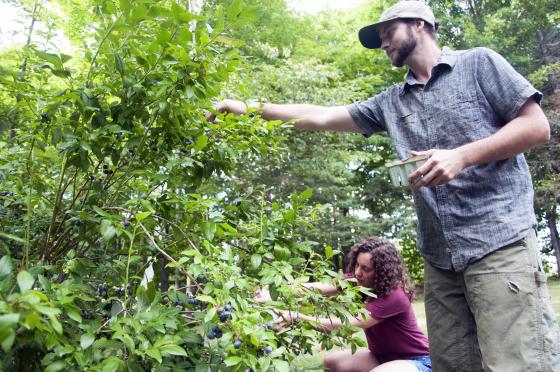 blueberry_picking
