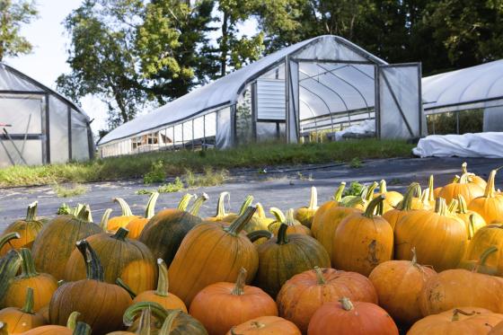 farm_scene_pumpkin_harvest_-photo_credit_land_for_good