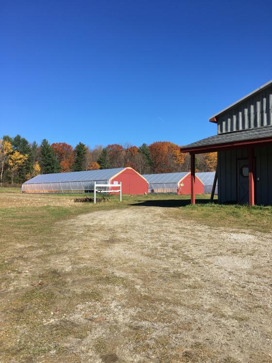 greenhouses-creditmightfoodfarm