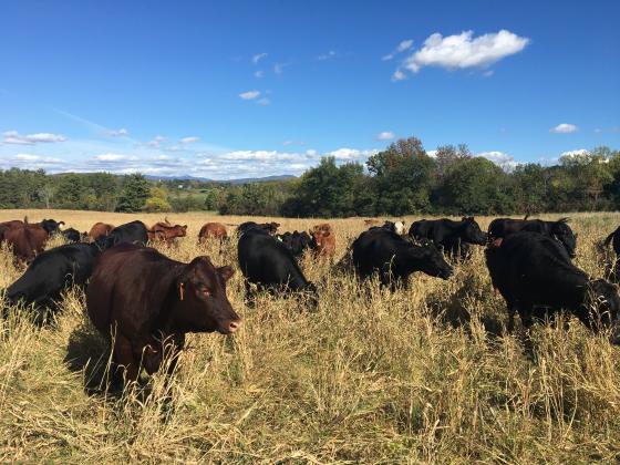 meeting_place_cows_in_corn_field