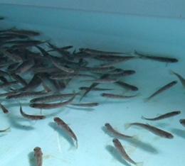 mountain_foot_farm_trout_fry