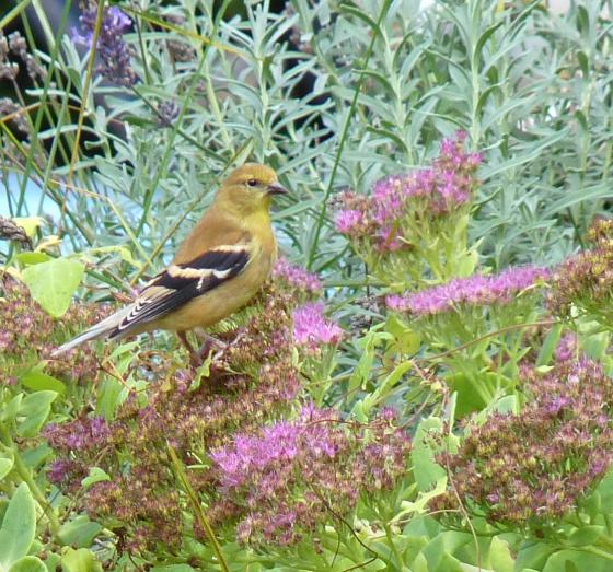 bird_in_the_garden