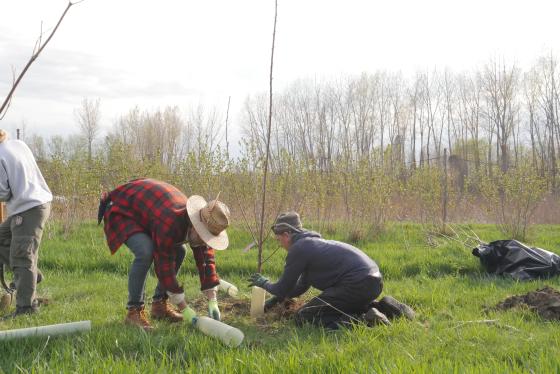 Intervale Agroforestry2 - Michael Z. Weiss