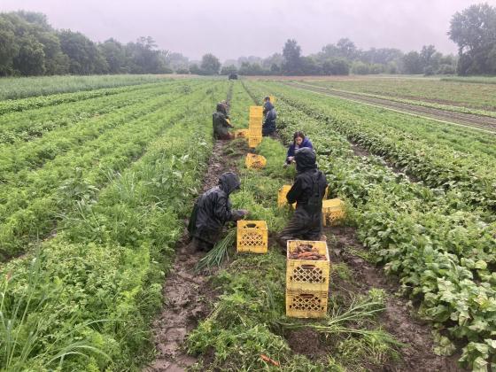 Intervale Gleaning Flooding