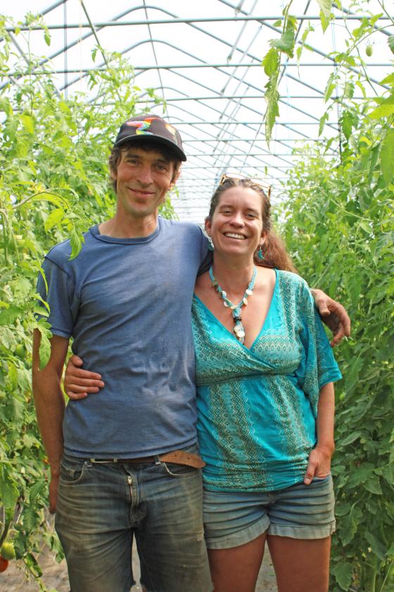 Man and woman in greenhouse with tall tomato plants