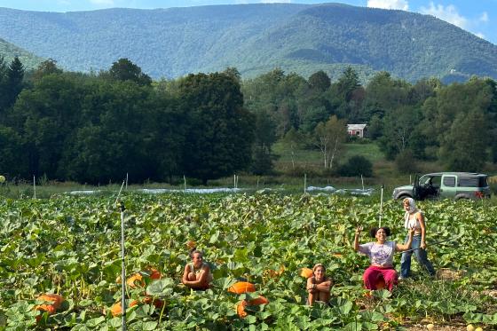 pumpkin harvest at Earth Sky Time Community Farm