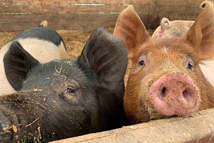 Snug Valley Farm pigs