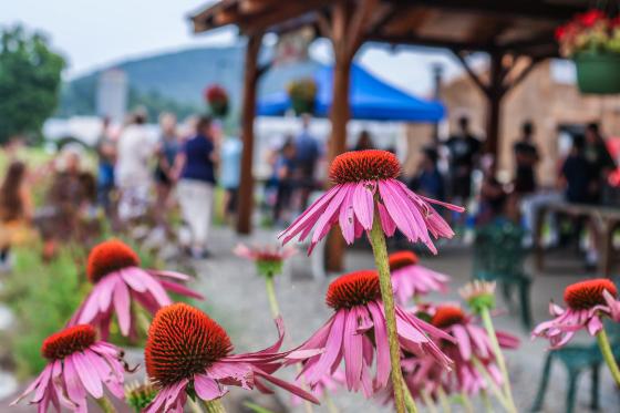 Echinacea flowers in the foreground with blurry people in the background