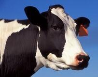 dairy cow
