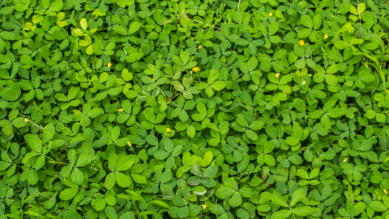 cover crop