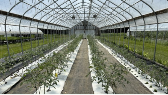 high tunnel with rows of tomato plants