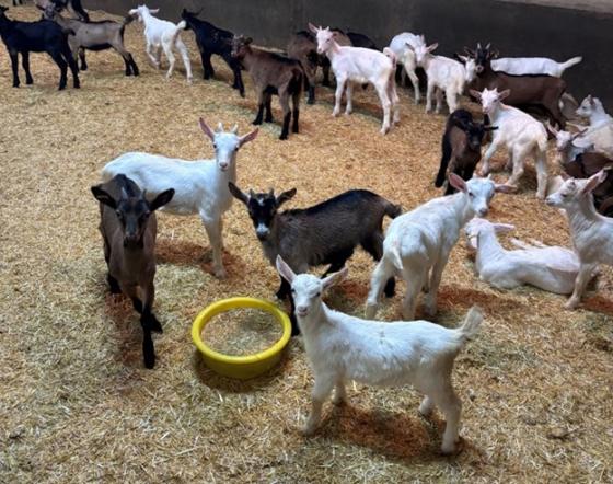 Goat bucklings standing in a barn