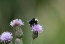 a bee rests on a fluffy flower